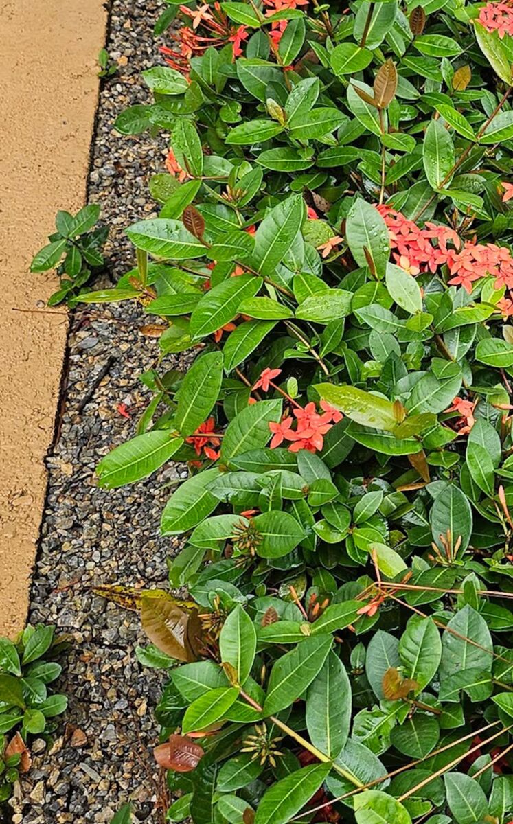 Jardín con flores en Hacienda López Espino Samaná