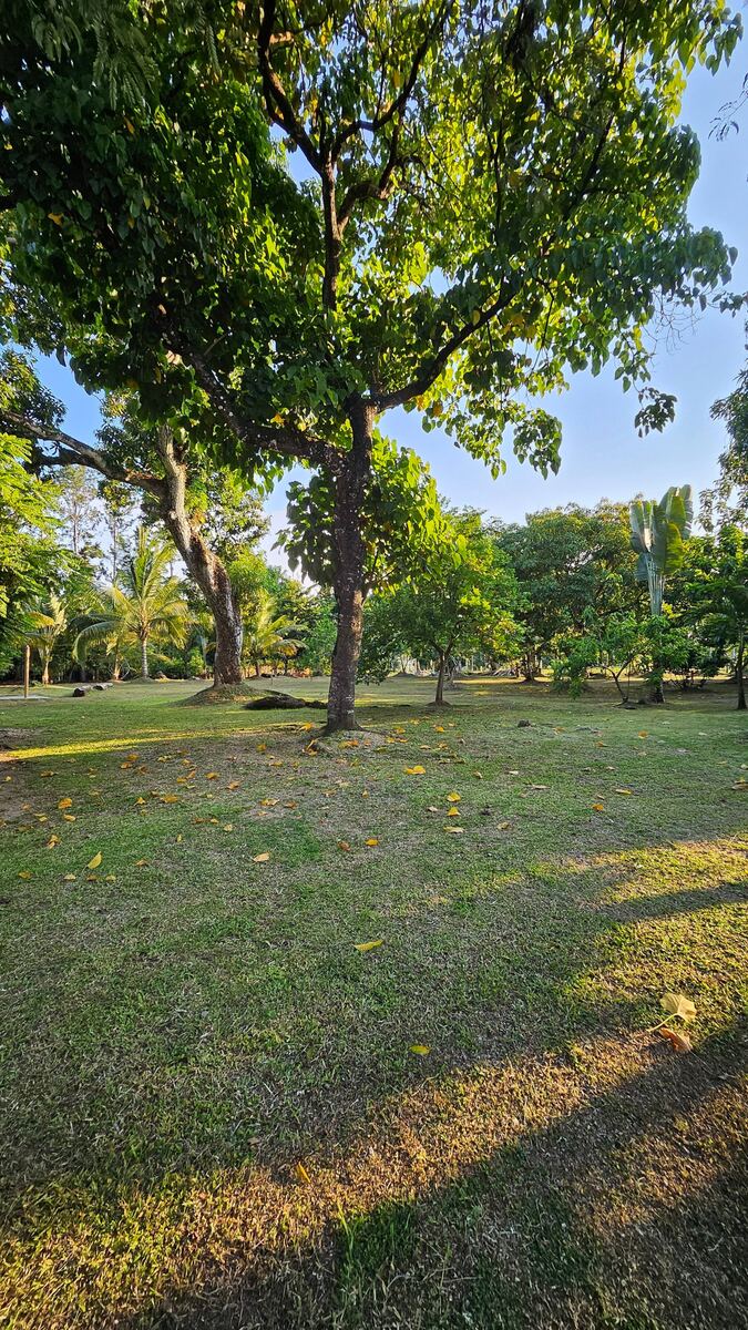 Jardines y árboles en Hacienda López Espino Samaná